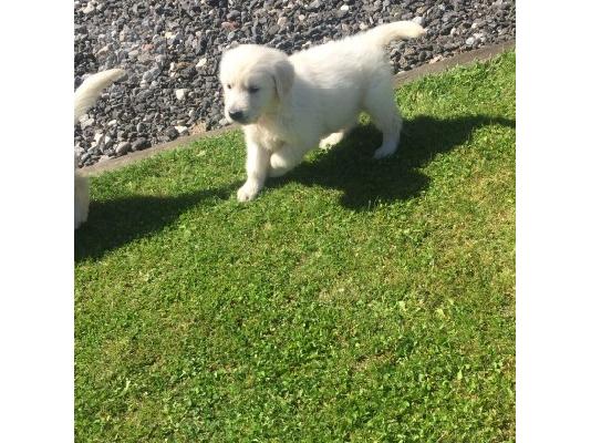 goldern retrivers